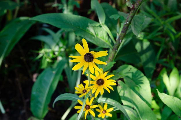 gar planten en bloemen close-up