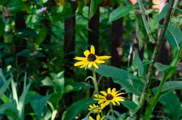 gar planten en bloemen close-up