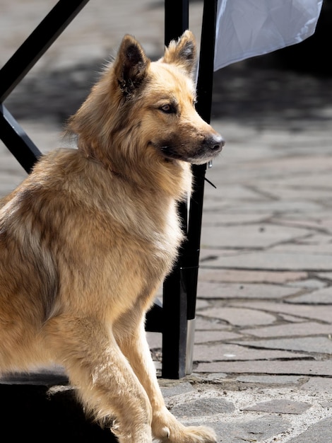 Garafian sheepdog spanish breed and native breed to the island of La Palma in Canary Island