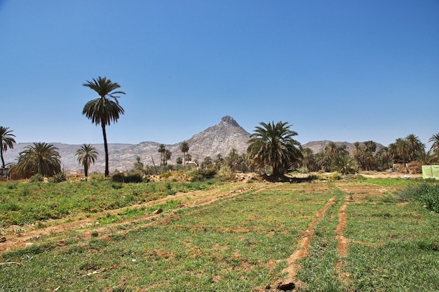 サウジアラビア、ナジュラーン、アラブ村の庭園