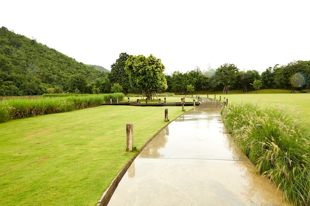 Garden, backyard, Mounta in forest