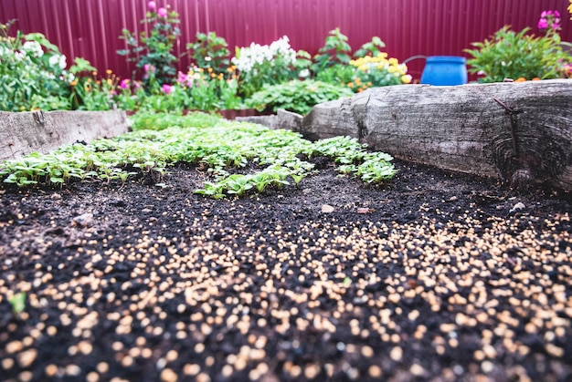 Garden bed in autumn White Mustard plants growing as green manure and fertilizer Sinapis alba seeds on the ground