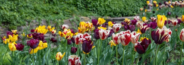 Garden bed of colorful tulips closeup banner