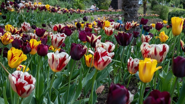 Garden bed of colorful tulips closeup