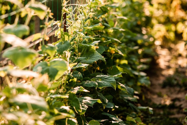 Garden bed with cucumbers at the sunny day