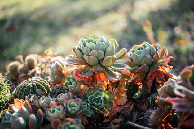 Letto da giardino con diverse piante grasse