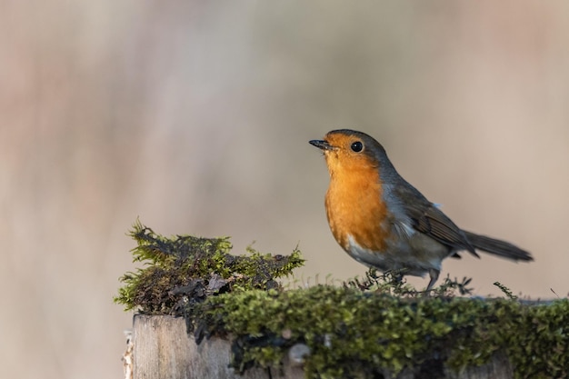 Uccelli da giardino. robin erithacus rubecula seduto allo stato brado