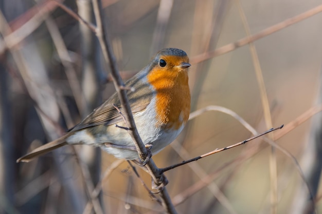 Garden Birds. Robin Erithacus rubecula in the wild