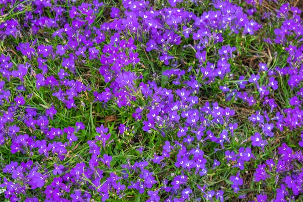 Garden blue bellflower Campanula Carpatica