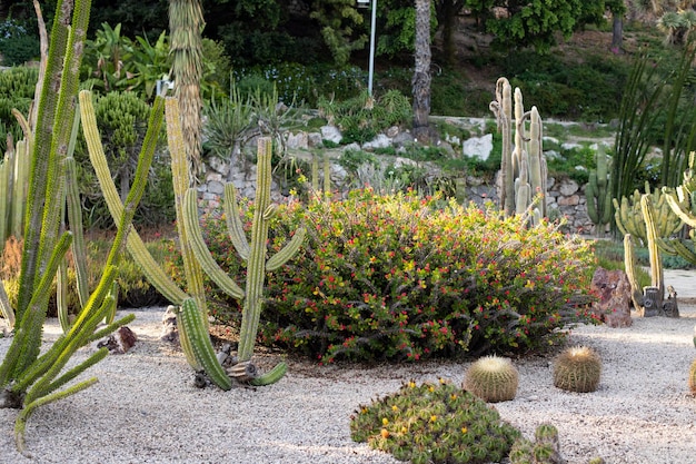 Garden of cacti and thorny bushes landscape design