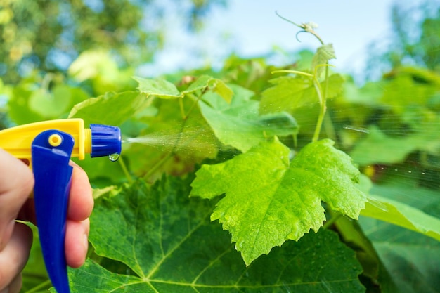 Cura del giardino spruzzare rami di cespugli o alberi