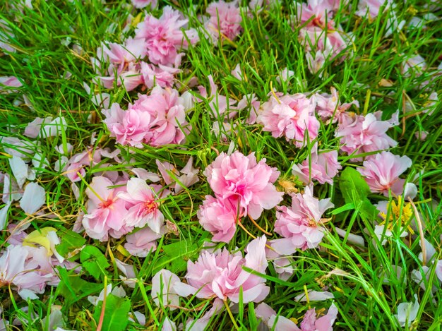 Foto un tappeto da giardino di fiori di ciliegio selvatico rosa sul prato verde fiori di sakura prunus serrulata