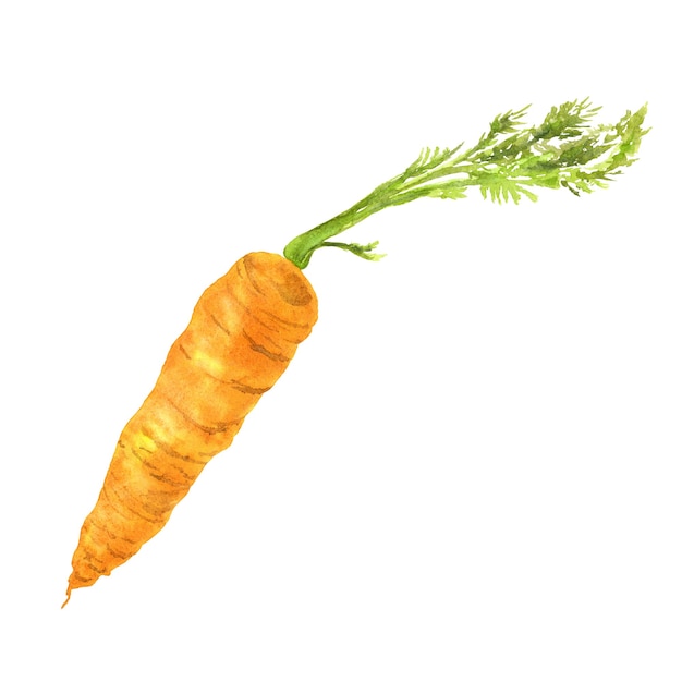 Garden carrot. Watercolor illustration on white background.