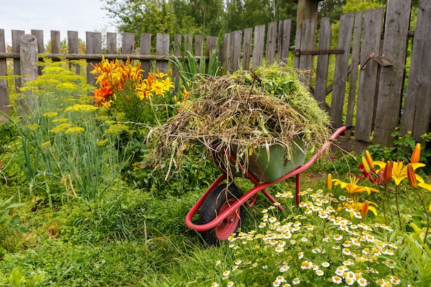 Il carrello da giardino è pieno di erba tagliata. pulizia di erbacce ed erbe aromatiche in giardino.