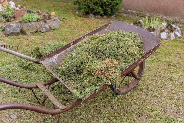 Carrello da giardino con erba tagliata per compost sul cortile durante la pulizia