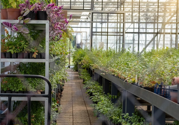 Garden center selling plants in a greenhouse Beautiful blooming green house