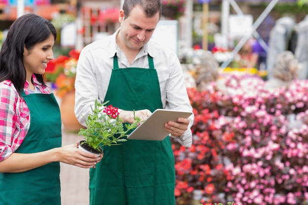 Operai del centro di giardino facendo uso del pc della compressa per controllare i fiori