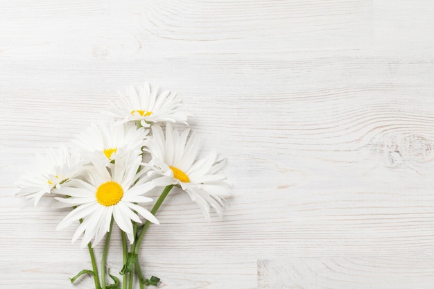 Garden chamomile flowers