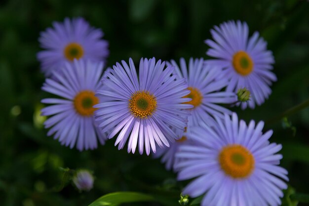 녹색 배경에 보라색 정원 카모마일 Pyrethrum 보라색 햇빛 광선이 있는 Asteraceae 가족의 다년생 초본 식물 선택적 초점 근접 촬영