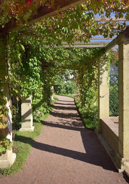 Garden at the Chinese Palace Garden pergola covered with greenery