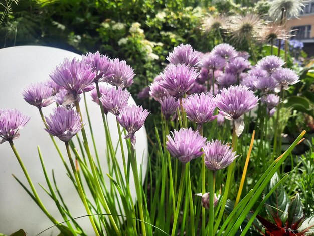 Garden chives flowers