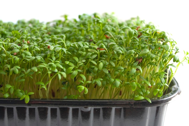 Garden cress in seed sprouter