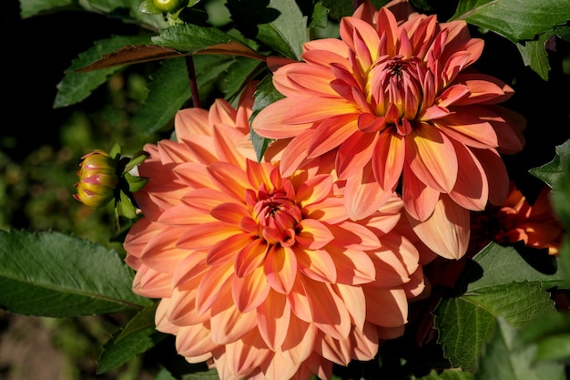 Garden dahlia flower blooms brightly beautifully on a sunny autumn day close-up