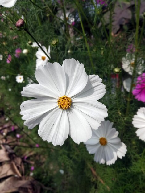 夢の庭園、コスモスの花の楽園の自然デスクトップ 4k の壁紙を探索