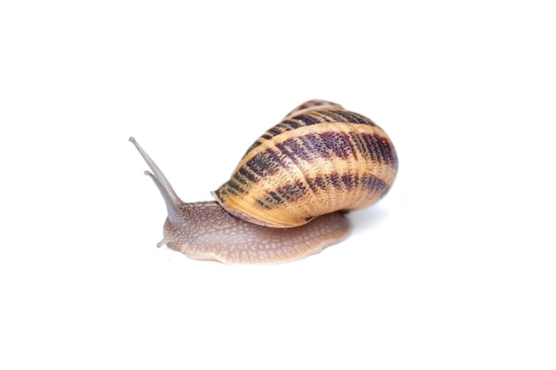 Garden eaten snail isolated on white background