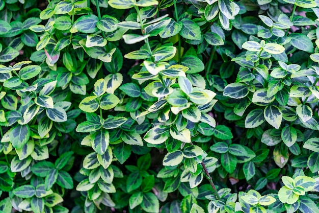 Garden euonymus variegated. a kind of euonymus. gardening,\
landscaping. sunny day. natural background.