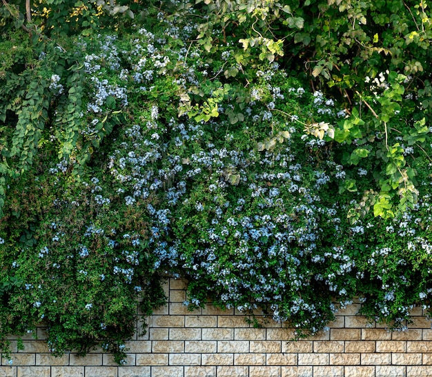 Garden fence hidden by lush thickets of climbing plants with blue flowers