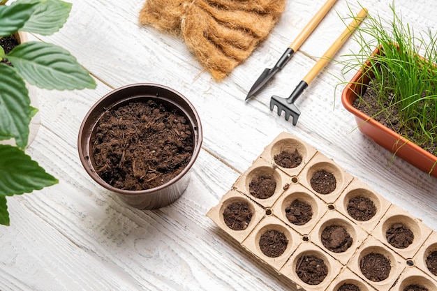 Garden Flat Lay Planting flowers No people Working with Soil Natural Small Pots Fertility Caring House Plants Top View Sowing Seeds in Germination Boxes Growing Seedlings at Home in Spring