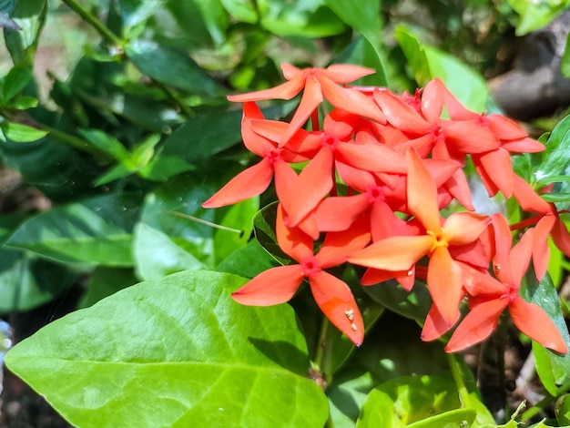 Photo garden flowers blooming and red