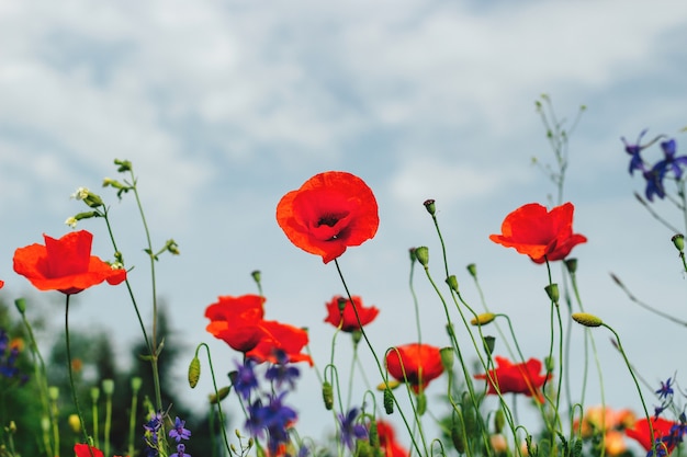 Garden flowers close up. Screensaver, desktop wallpapers