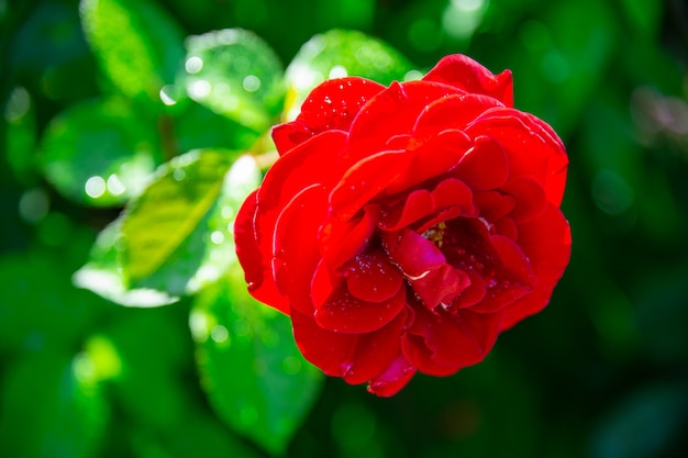 写真 プロット上の庭の花