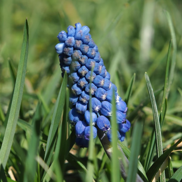 정원 꽃입니다. 봄 꽃 Muscari (바이퍼 양파) 클로즈업입니다. 러시아 레닌그라드 지역