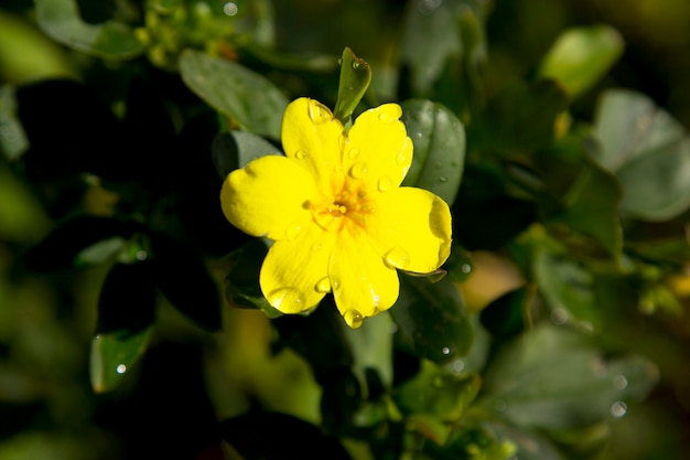 庭の花、黄色に咲くジャスミン。青々とした葉のある枝に。春先