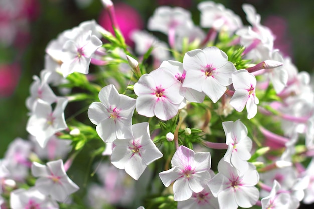 Garden Flox closeup