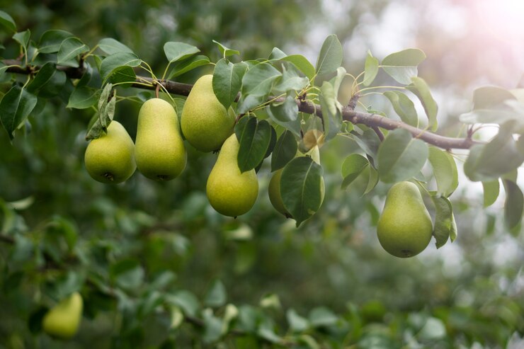 Photo garden fresh pears on a branch