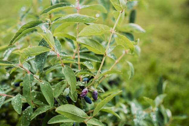 夏の朝に露が落ちる庭の果物の茂み強いぼやけた背景を持つ美しい自然の田園風景