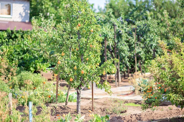 Garden fruit tree. A pear grows on a personal plot