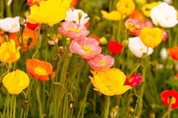 Garden in full bloom on a sunny summer day.