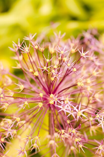 Photo garden in full bloom on a sunny summer day.