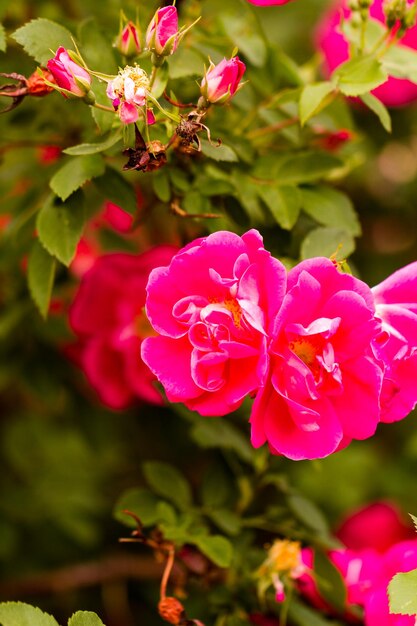 Garden in full bloom on a sunny summer day.