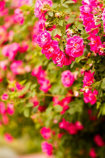 Garden in full bloom on a sunny summer day.