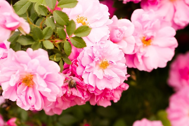 Garden in full bloom on a sunny summer day.