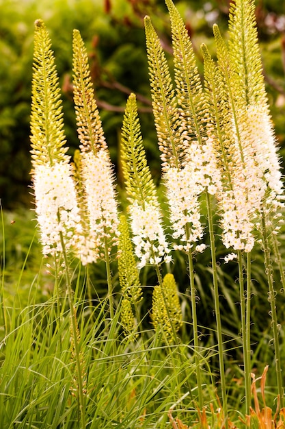 Garden in full bloom on a sunny summer day.