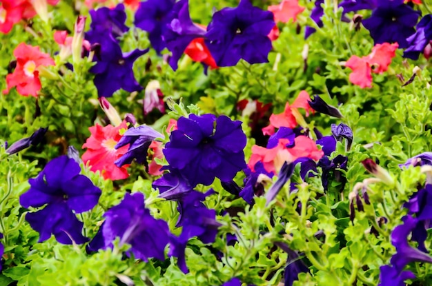 Photo garden full of violet and pink flowers