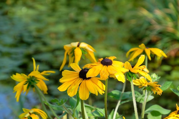 Photo garden in germany