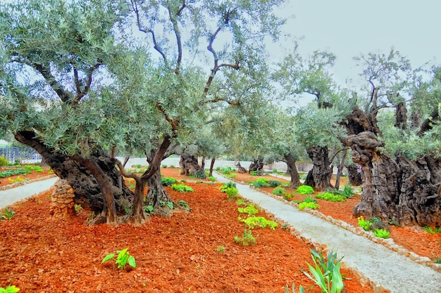 Photo garden of gethsemane in jerusalem